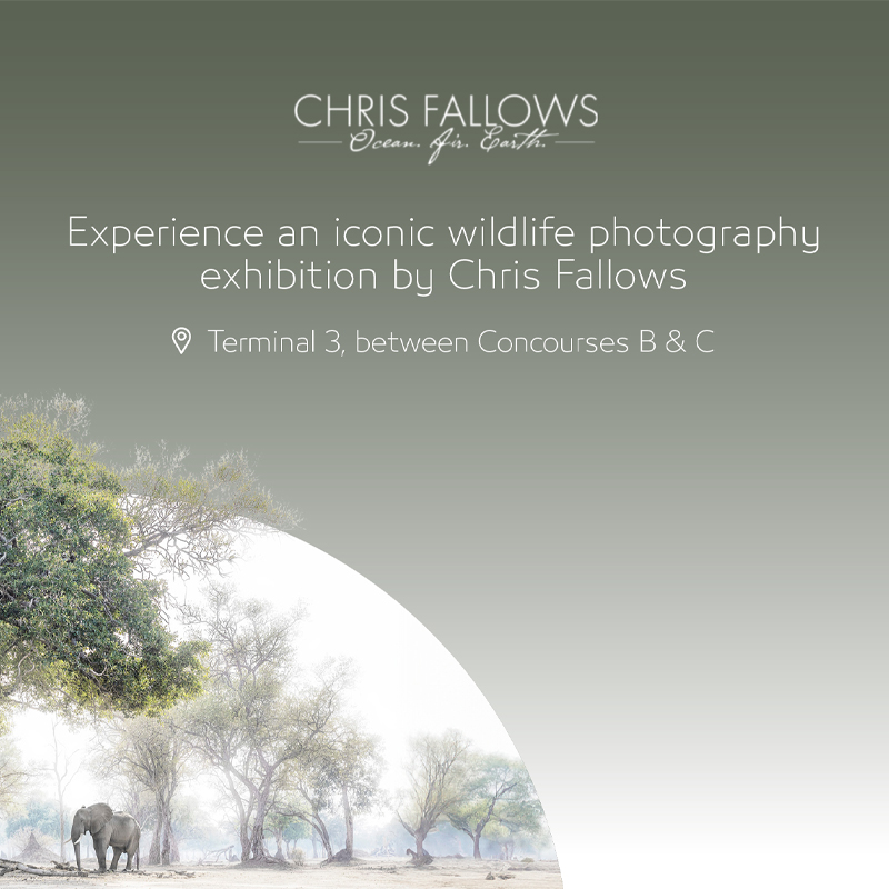 Chris Fallows